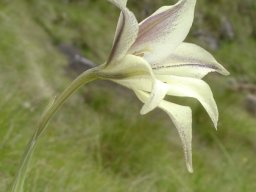 Gladiolus longicollis subsp. longicollis flower tube